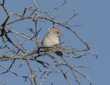 Rufous-winged Sparrow-2.jpg