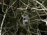 Dark-eyed Junco(Slate-colored)-2.jpg