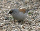 Yellow-eyed Junco-1.jpg