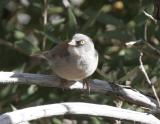 Yellow-eyed Junco-2.jpg