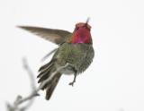 Annas Hummingbird-1.jpg