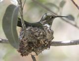 Annas Hummingbird-2.jpg