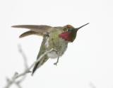 Annas Hummingbird-3.jpg