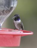 Black-chinned Hummingbird-1.jpg