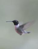 Black-chinned Hummingbird-2.jpg