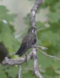 Blue-throated Hummingbird-2.jpg