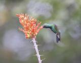 Broad-billed Hummingbird-3.jpg