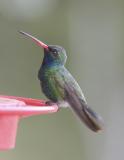 Broad-billed Hummingbird-4.jpg
