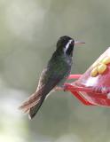 White-eared Hummingbird-1.jpg