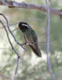 White-eared Hummingbird-2.jpg