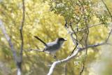 Black-tailed Gnatcatcher-3.jpg