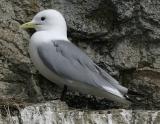 Black-legged Kittiwake.jpg