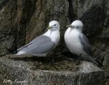 Black-legged Kittiwakes.jpg
