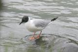 Bonapartes Gull-2.jpg
