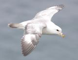 Fulmar