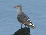 Heermanns Gull-1.jpg