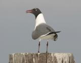Laughing Gull-1.jpg