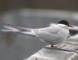 Arctic Tern-2.jpg