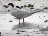 Forsters Tern-1.jpg