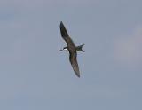 Sooty Tern-1.jpg