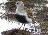 Dunlin-2.jpg