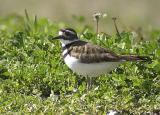 Killdeer-2.jpg