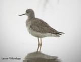 Lesser Yellowlegs-1.jpg