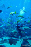 Atlantis, Dubai D300_27430 copy.jpg