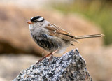 White-crowned Sparrow