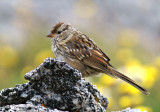 Young White-crowned Sparrow