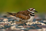 Nesting