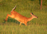 Doe on the run