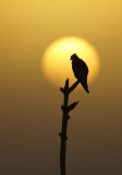 Judges Choice Award, Atlanta Audubon Society, 2009