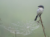 First Place, Florida Wildlife Magazine Photo Contest, 2008