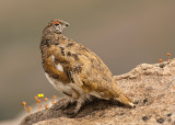 White-tailed Ptarmigan