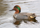 Green-winged Teal