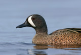 Blue-winged Teal