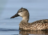 Ms. Blue-winged Teal