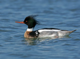 Red-breasted Merganser