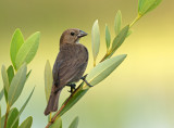 Brown-headed Cowbird