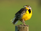 Eastern Meadowlark