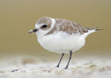 Snowy Plover