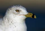 Ring-billed Gull
