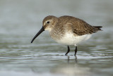 Dunlin in silver