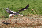Stork, 2012