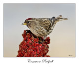 Common Redpoll