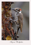 Arizona Woodpecker