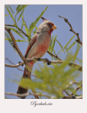 Pyrrhuloxia