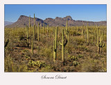 Sonora Desert