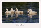 Mute Swan